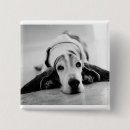 Recherche de hound badges Basset