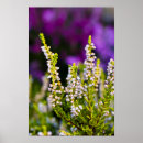 Recherche de bruyère posters Violet