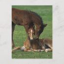 Search for morgan postcards Foals