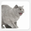 Search for snarl stickers Horizontal