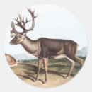 Search for caribou stickers Wildlife