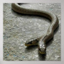 Recherche de deux serpent Animaux