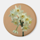 Recherche de narcisse magnets Jonquilles