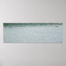 Search for small ducks posters Ducklings