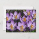 Search for crocuses cards Floral