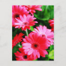 Search for gerber postcards Daisy