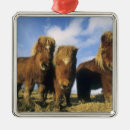 Search for looking at camera ornaments Cute