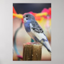 Recherche de budgies posters Bleu