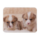 Recherche de deux animaux magnets Corgi