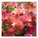 Search for 6x6 posters Orchid