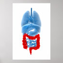 Search for internal organs posters Liver