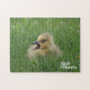 Search for goose puzzles Bird