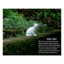Recherche de chat domestique posters Chaton