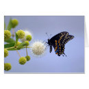 Recherche de machaons Nature