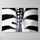 Search for zebra patterns posters White