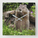 Recherche de marmotte horloges Nature