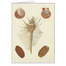 Recherche de coquille de palourde cartes postales Mer