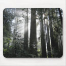 Search for redwood electronics Trees
