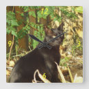 Recherche de chats noirs horloges Animaux