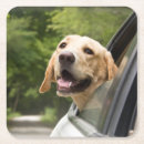 Search for labrador coasters Cute