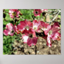 Recherche de fleurs de cornouiller posters Nature