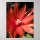 Search for christmas cactus posters Flower