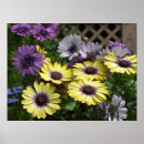 Search for osteospermum posters Floral