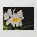 Recherche de orchidée sauvage cartes postales Floral