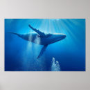 Search for blue whale posters Wildlife