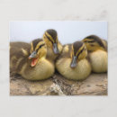 Recherche de canetons cartes postales Faune
