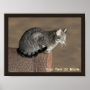 Recherche de felix le chat posters Felis catus