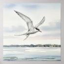 Search for terne Bird