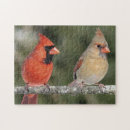 Recherche de cardinal photographie Photographie de nature