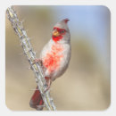 Search for desert birds stickers Animal