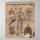 Search for circulatory Anatomical