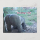 Recherche de gorille cartes postales Drôle