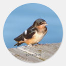 Search for swallow stickers Bird