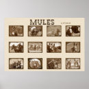 Search for mule posters Farm