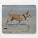 Recherche de marche chien tapis souris Plomb et pam langrish