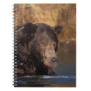 Recherche de arctos Alaska