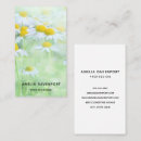 Recherche de marguerites photographie Fleur sauvage