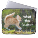 Search for ginger cat electronics Cute