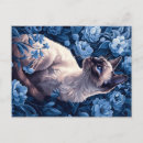 Recherche de de chat siamois cartes postales Mignon