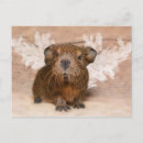 Search for cavy horizontal postcards Rodent