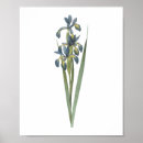 Search for redouté posters Flower