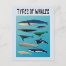 Search for biologists postcards Marine biologist