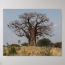 Search for baobab tree posters Nature
