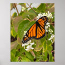 Search for beautiful monarch butterfly posters Garden