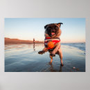 Recherche de carlins mignons posters Chiot