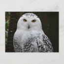 Recherche de chouettes cartes postales Tête